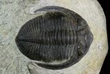 Bargain, Zlichovaspis Trilobite - Nice Eye Facets #119871-1